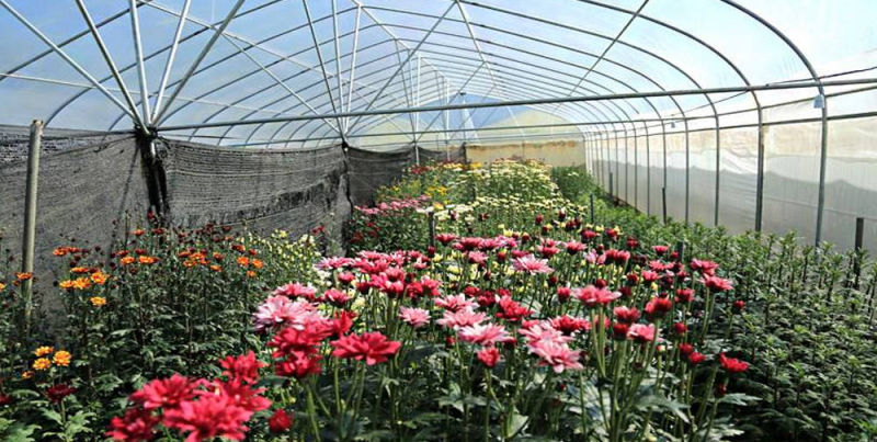 Kadiyam Nurseries