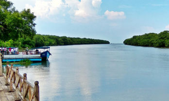 Mada Forest
