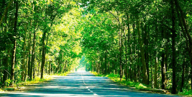 Maredumilli Forest