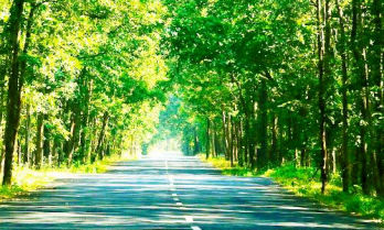 Maredumilli Forest