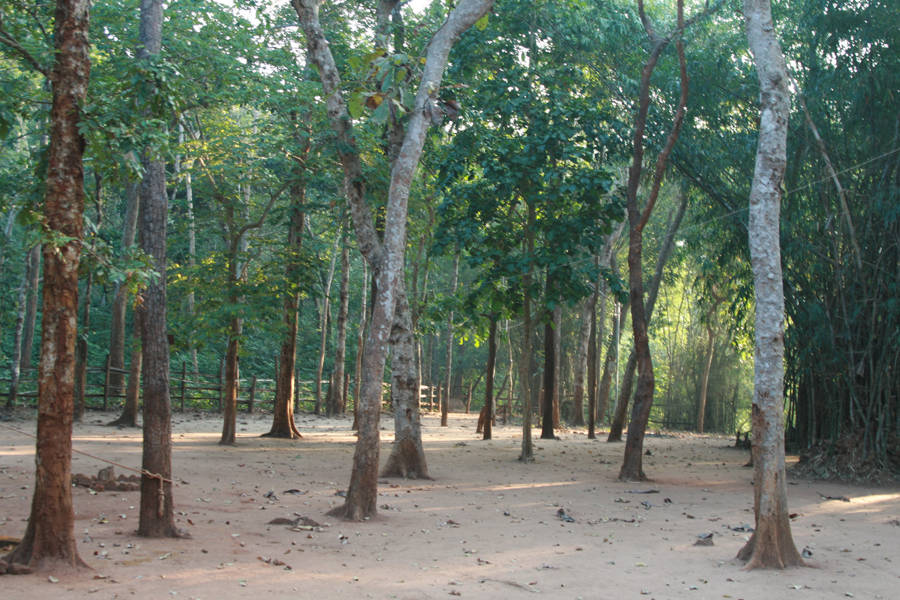Maredumilli Forest