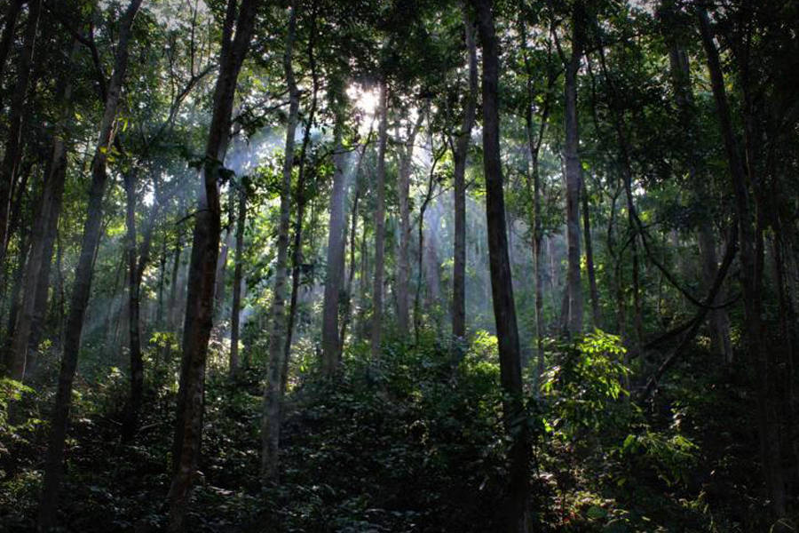 Maredumilli Forest